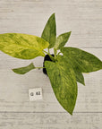 Homalomena sulcata ‘Cream Frost’ - SALE