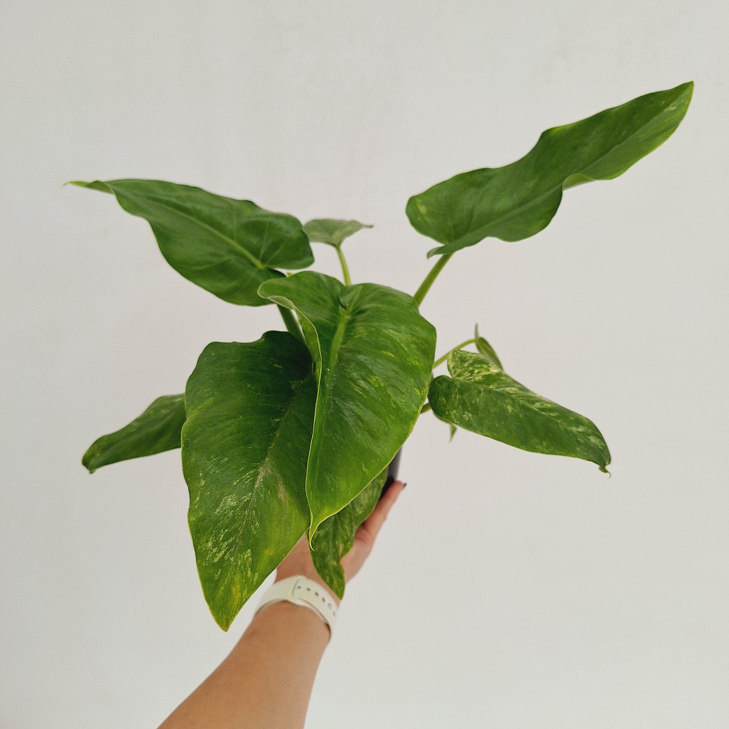 Philodendron giganteum Blizzard - SALE