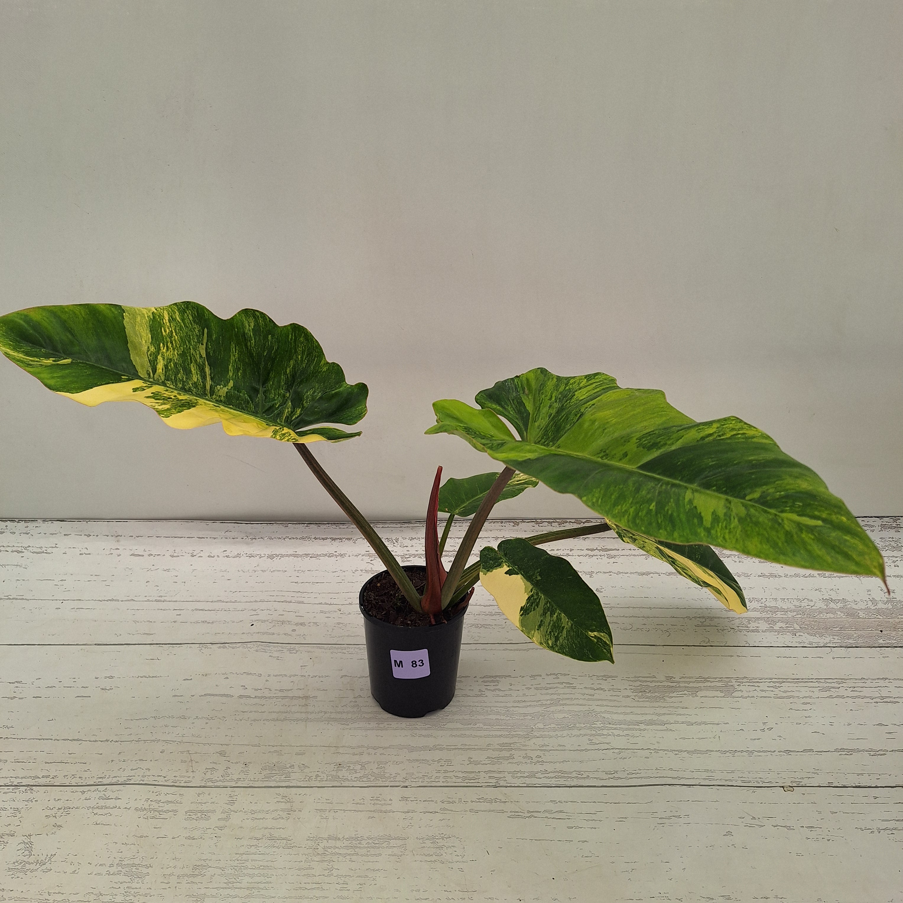 Philodendron pinnatifidum 'Jungle Fever Egg Yolk"