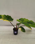 Philodendron pinnatifidum 'Jungle Fever Egg Yolk"