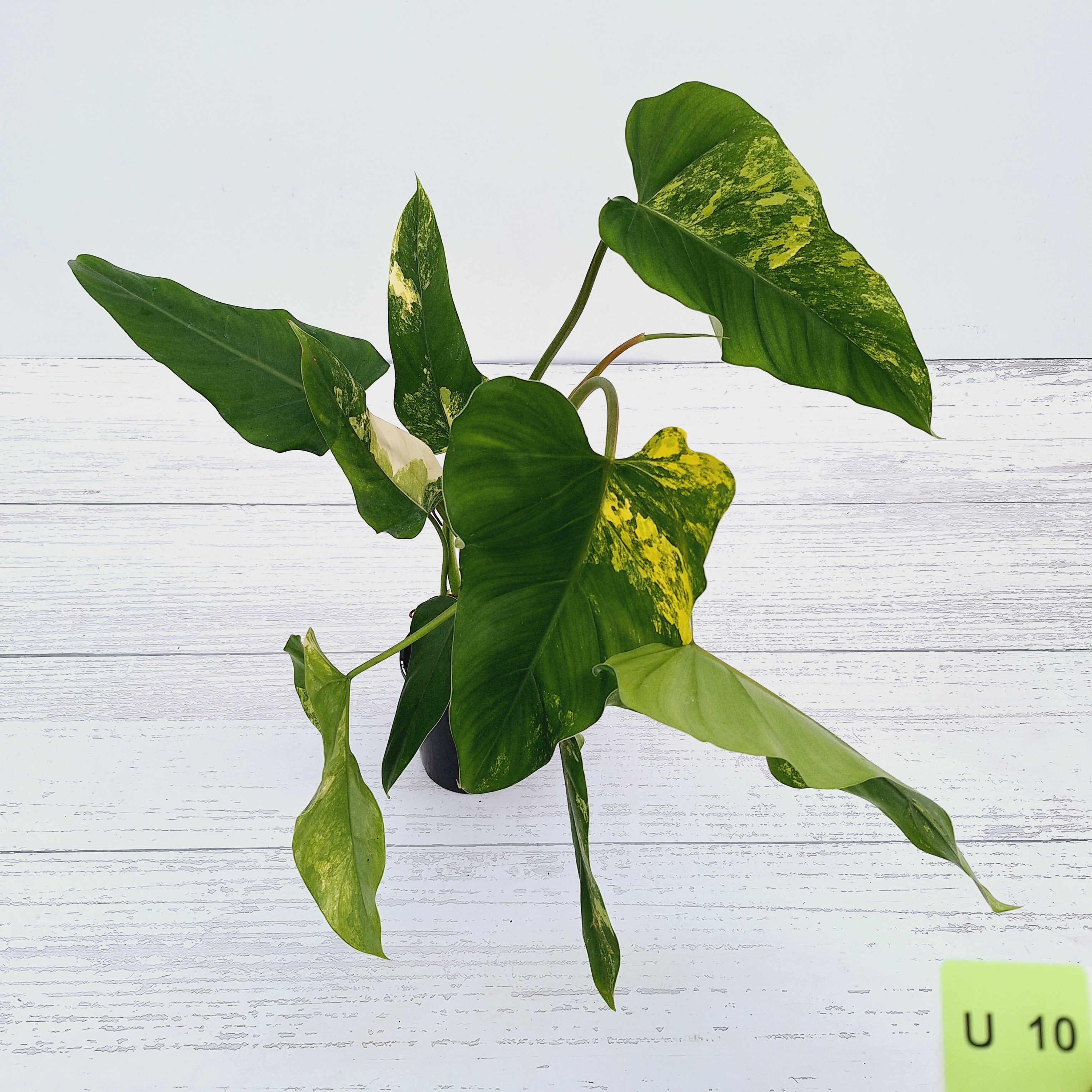 Philodendron domesticum variegata