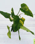 Philodendron domesticum variegata