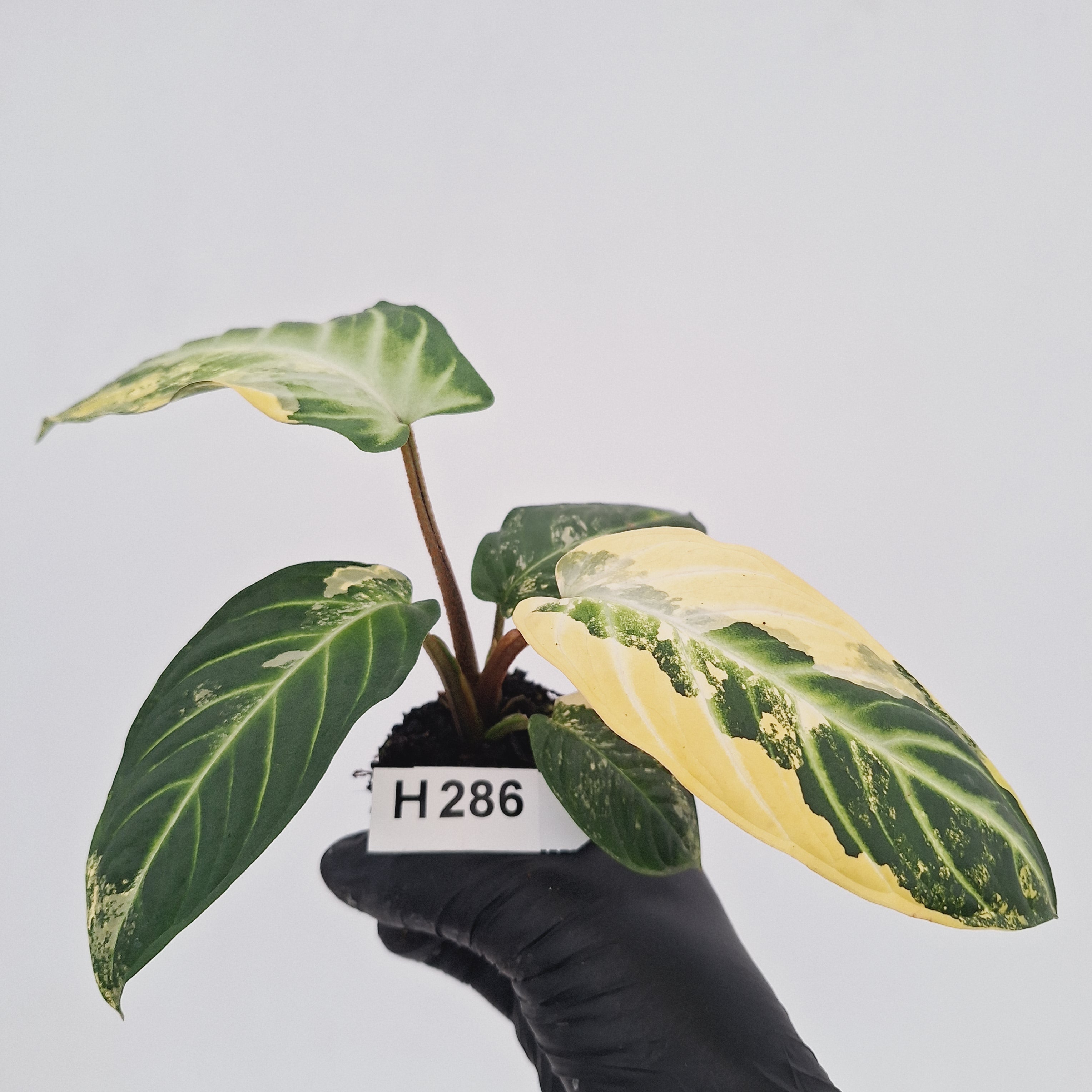 Phyllotaenium lindenii Magnificum Variegata -  Bare Bottom Baby