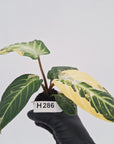 Phyllotaenium lindenii Magnificum Variegata -  Bare Bottom Baby