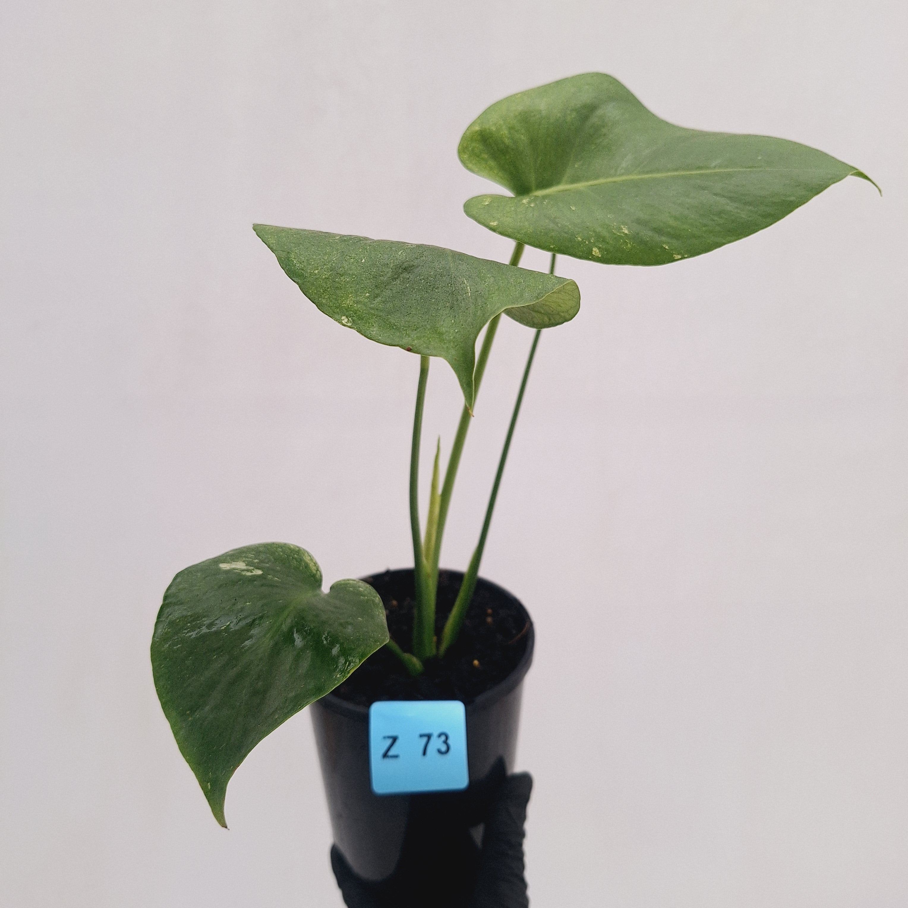 Monstera Deliciosa 'Mint'