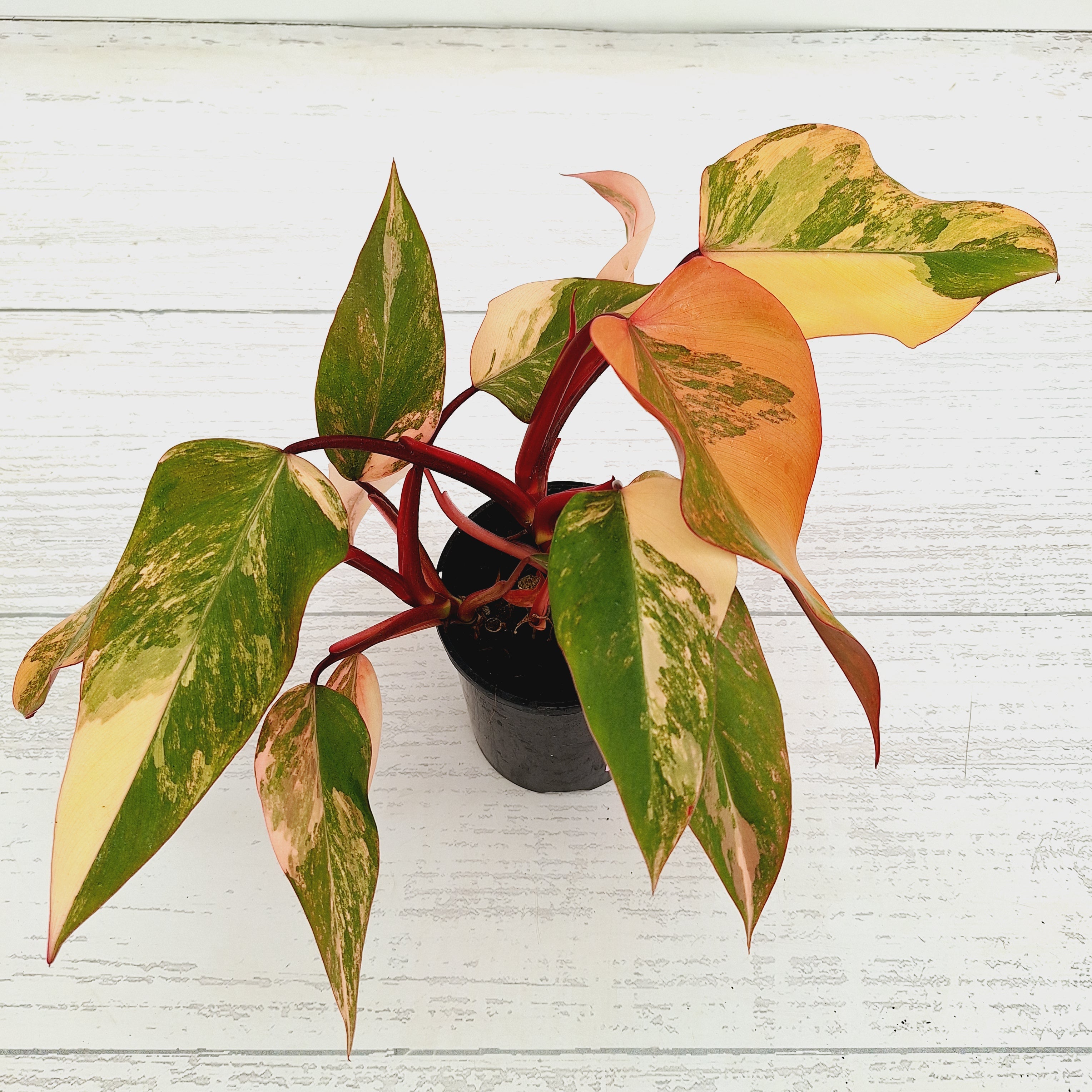 Philodendron erubescens Strawberry Shake