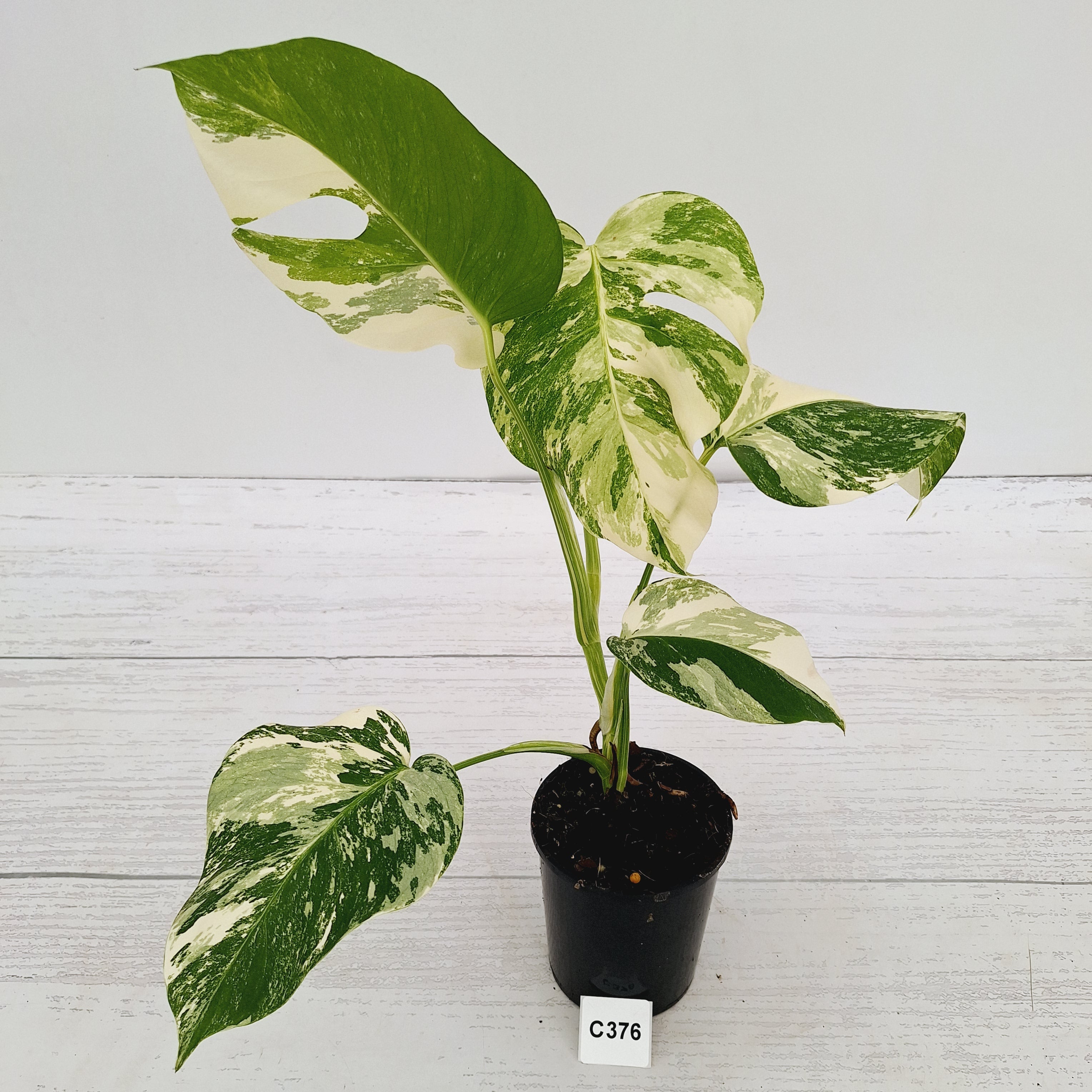 Monstera borsigiana 'Albo'