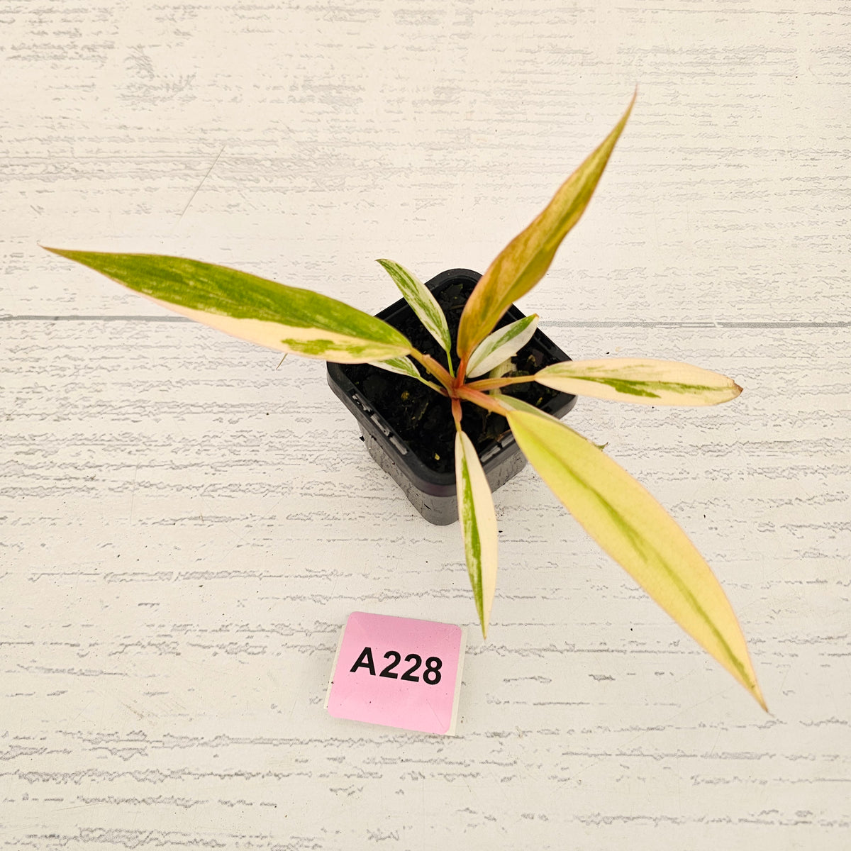 Philodendron serratum 'Caramel Marble' -flash sale