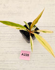 Philodendron serratum 'Caramel Marble' -flash sale