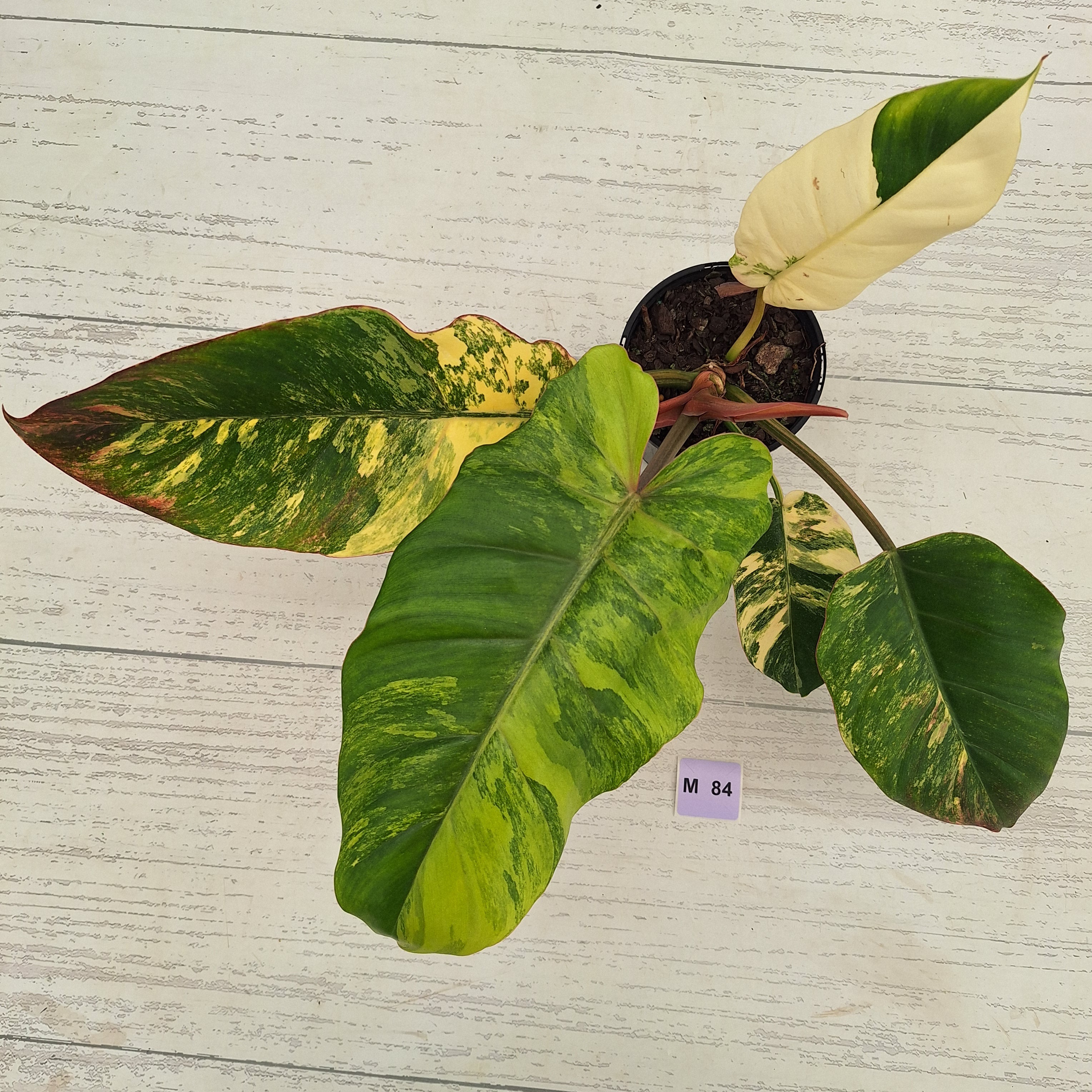 Philodendron pinnatifidum 'Jungle Fever Egg Yolk"