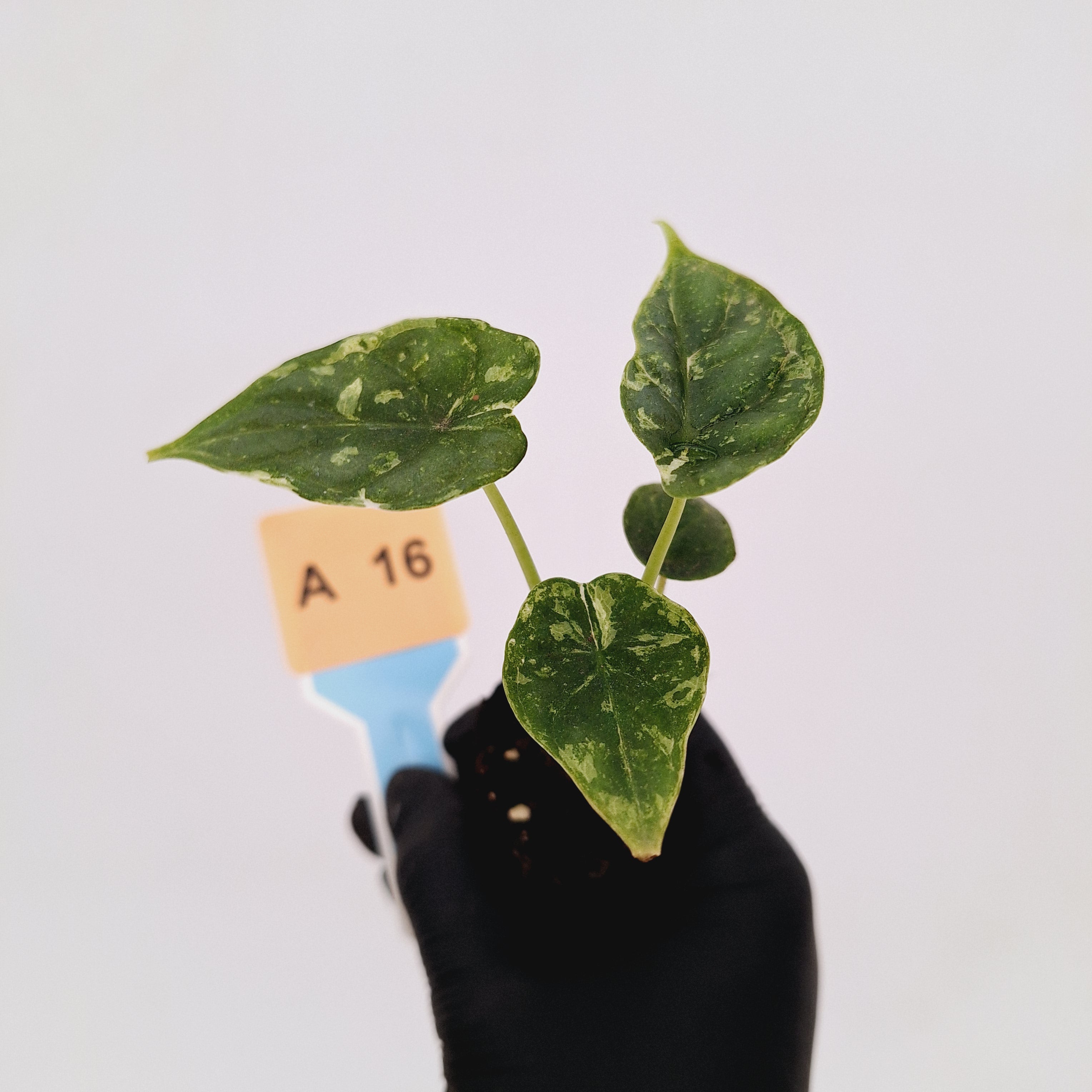 Alocasia Dragon Scale &#39;Marble&#39; Variegata - Bare Bottom Baby