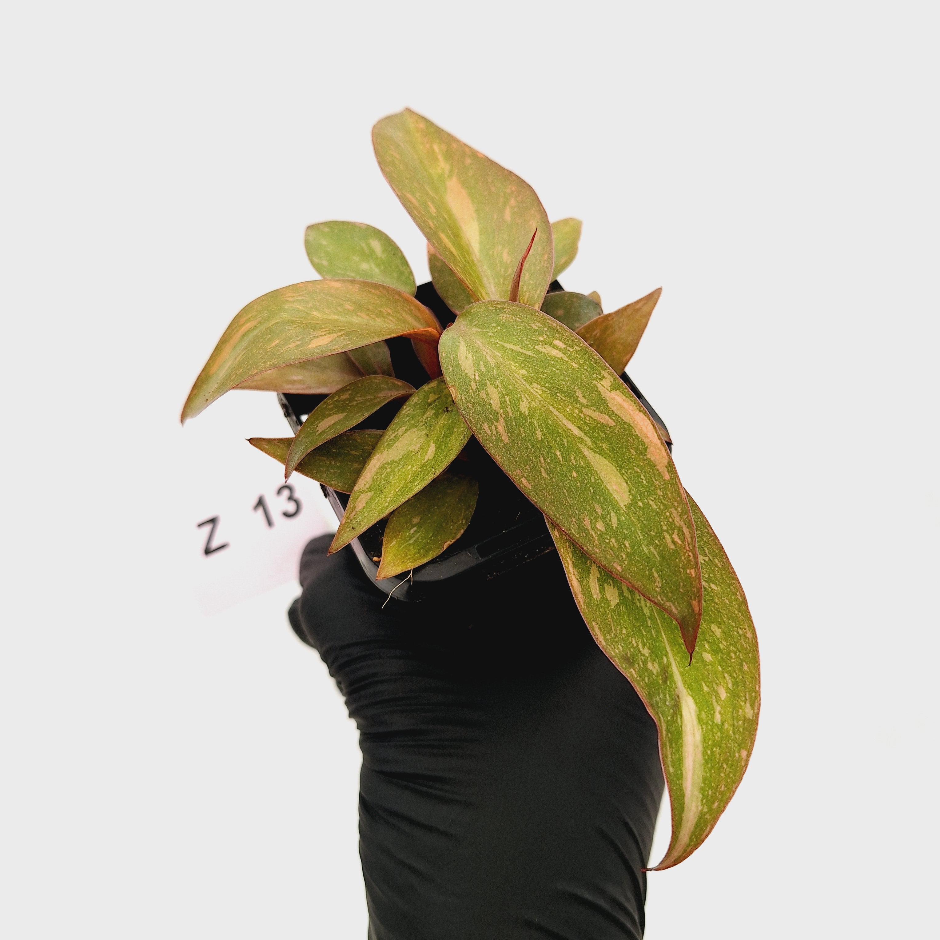 Philodendron &#39;Orange Princess&#39;