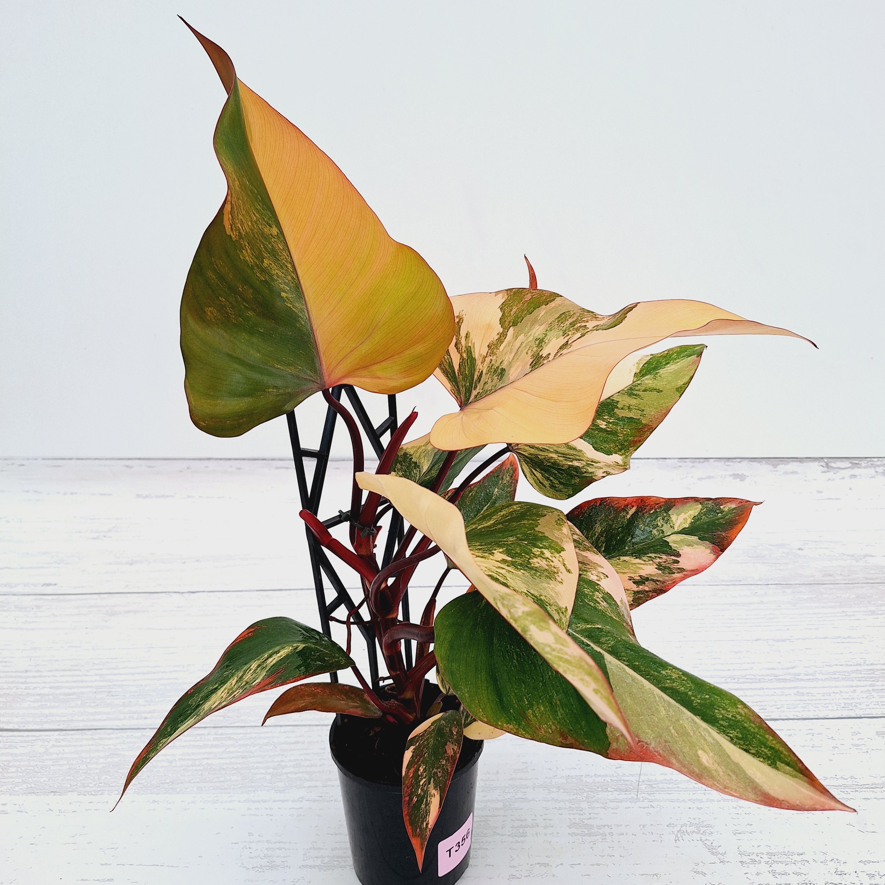 Philodendron erubescens Strawberry Shake