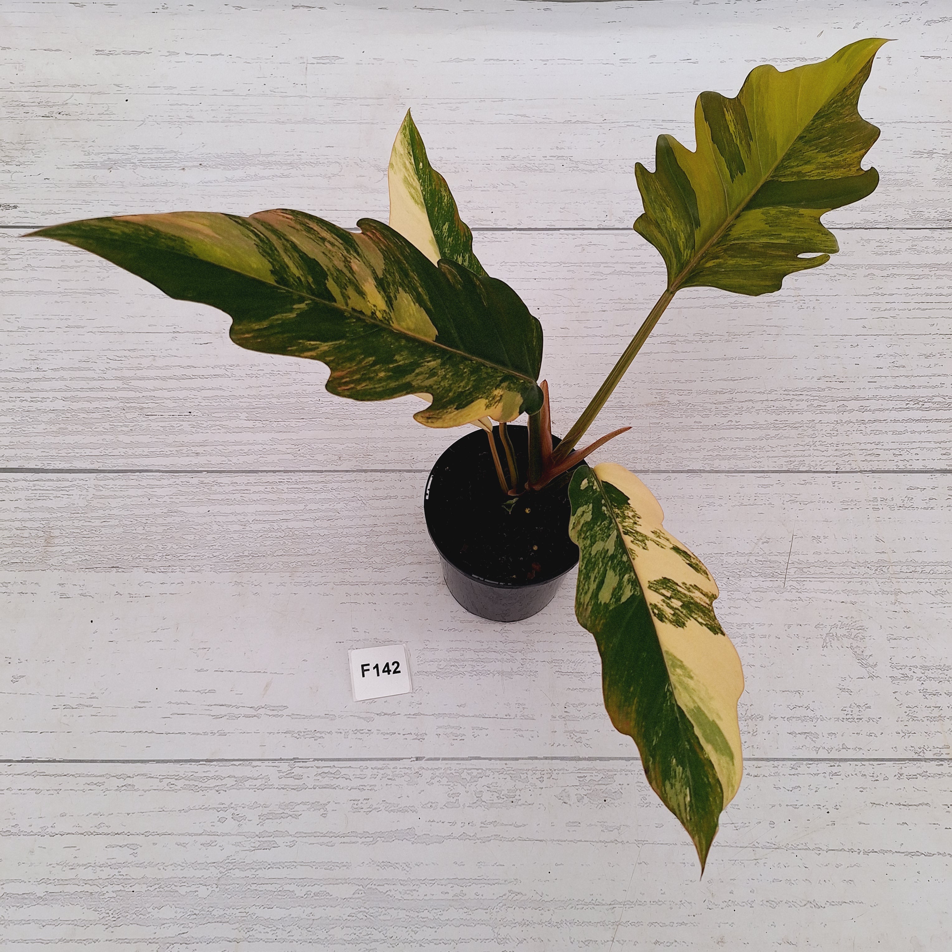 Philodendron serratum Caramel Marble