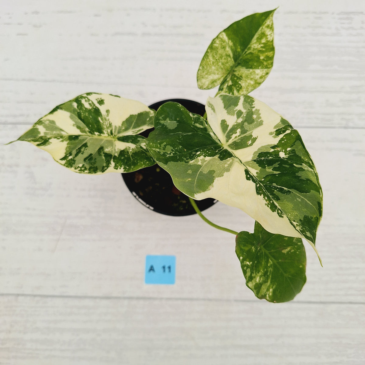 Alocasia Odora 'California Albo'