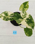Alocasia Odora 'California Albo'