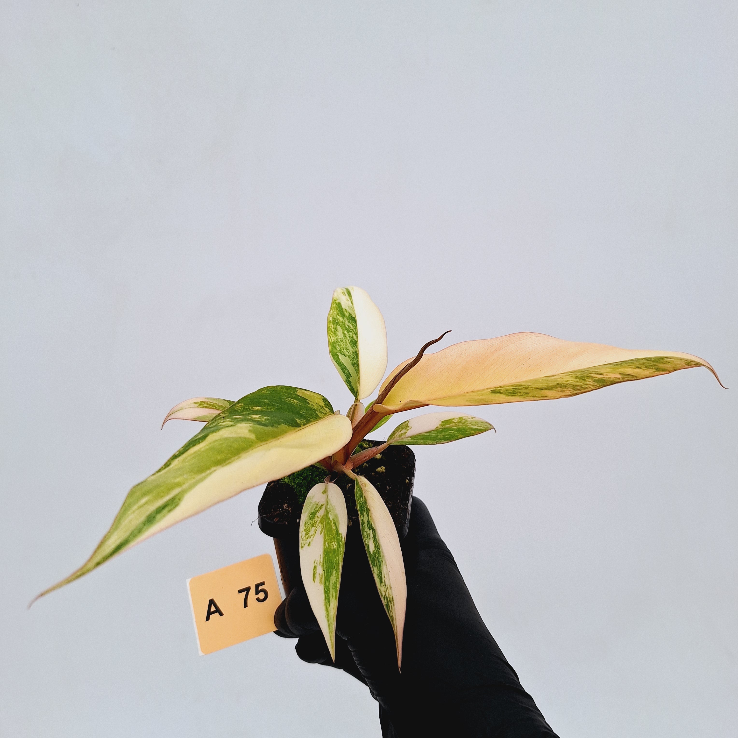 Philodendron serratum Caramel Marble