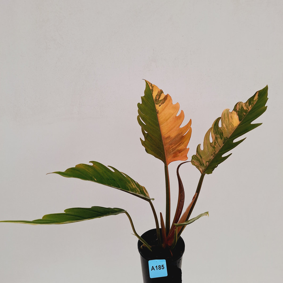 Philodendron serratum 'Caramel Marble' -flash sale