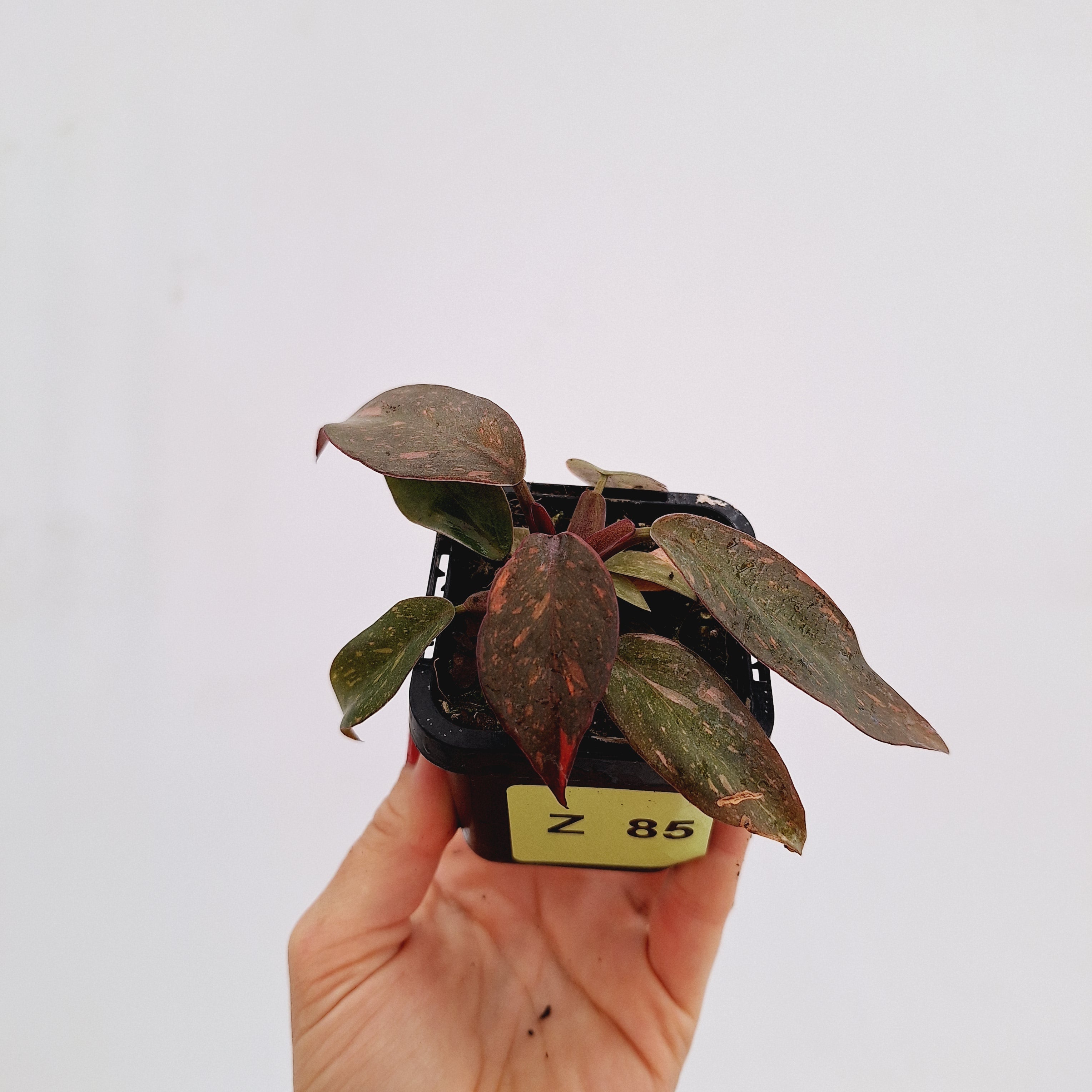 Philodendron &#39;Orange Princess&#39;