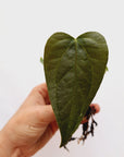 Anthurium Queen of Hearts - Bare Bottom Baby
