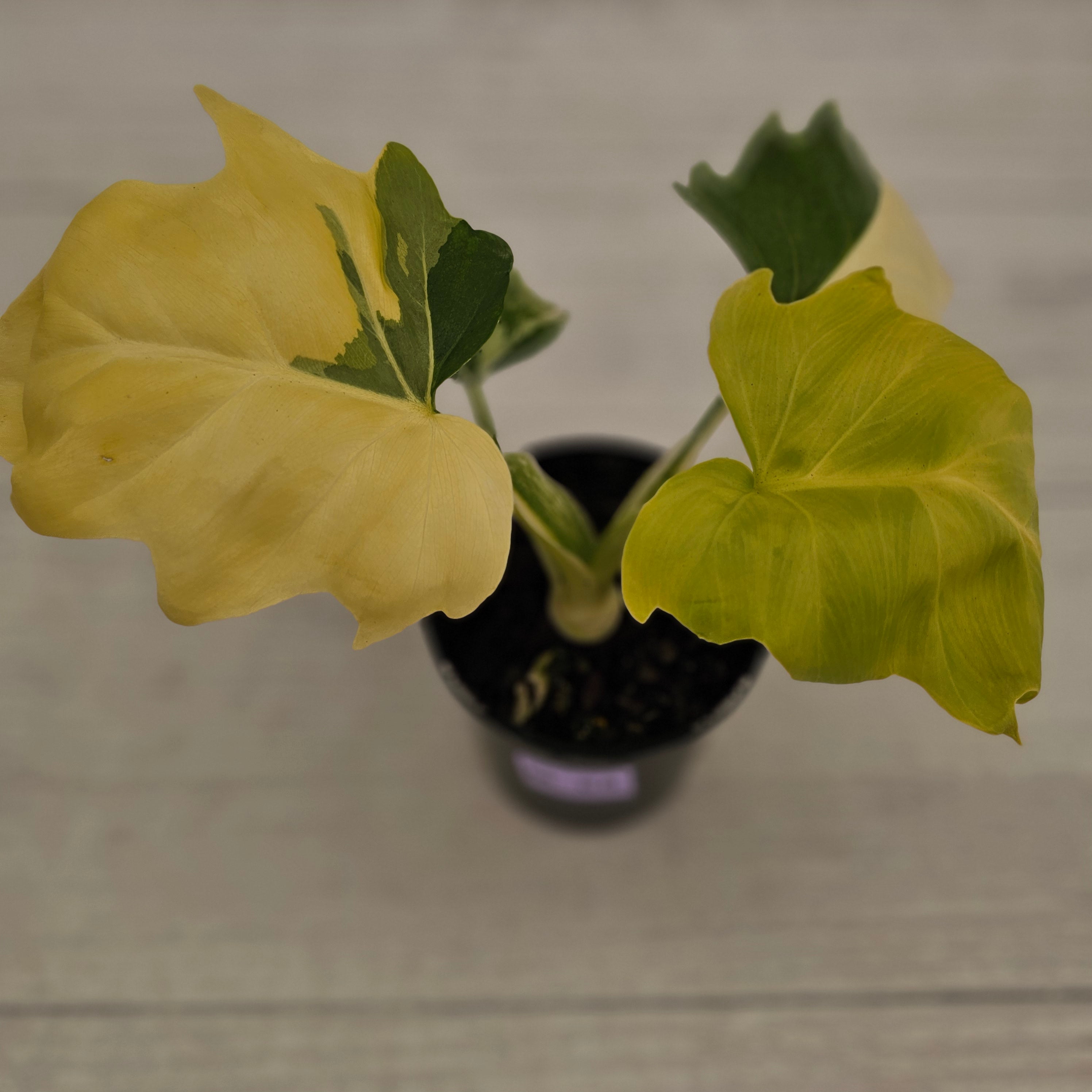 Philodendron warscewiczii 'Gold Variegata'