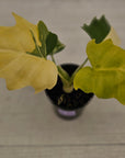 Philodendron warscewiczii 'Gold Variegata'