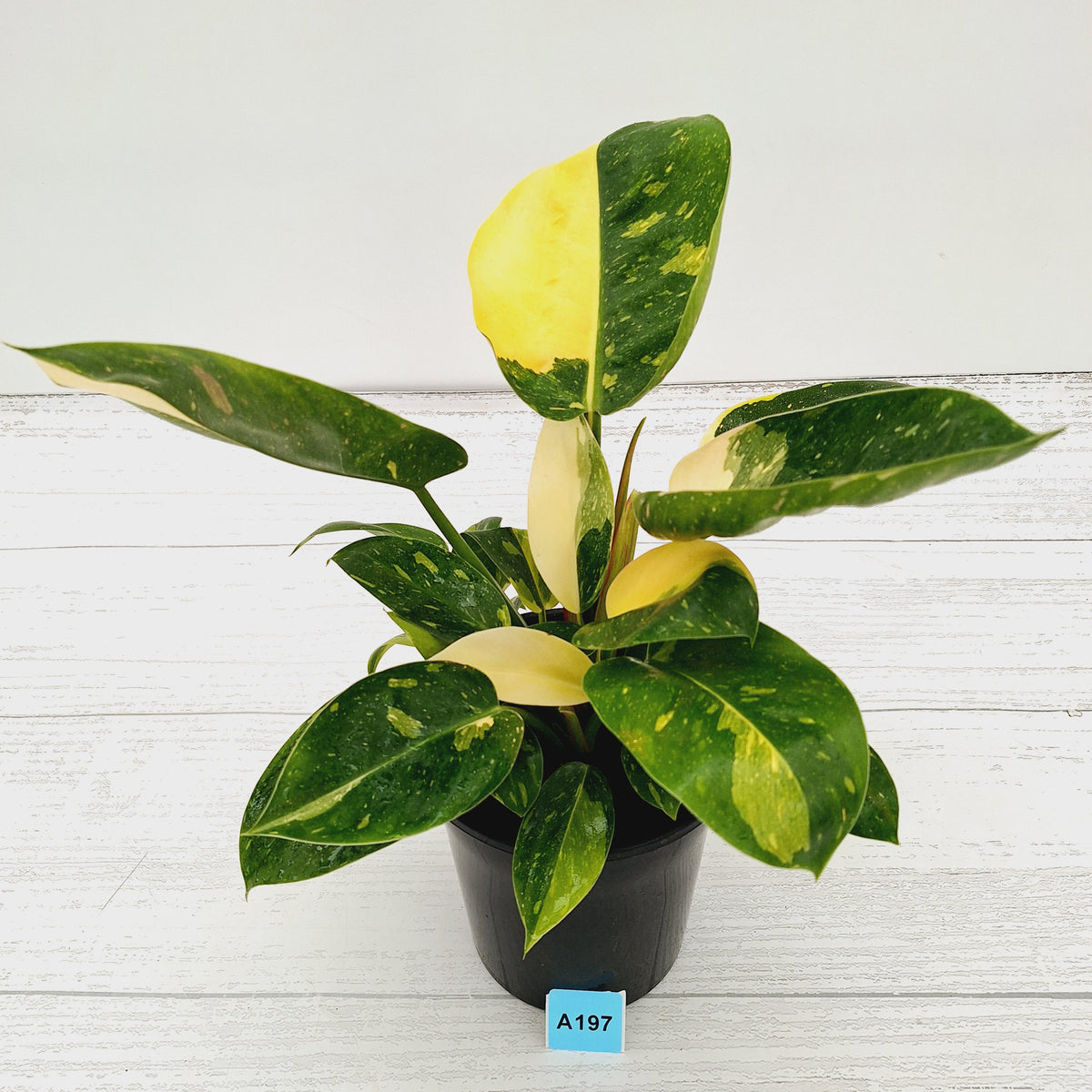 Philodendron Green Congo Variegata (Nuclear)