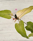 Philodendron  'Whipple Way' SALE