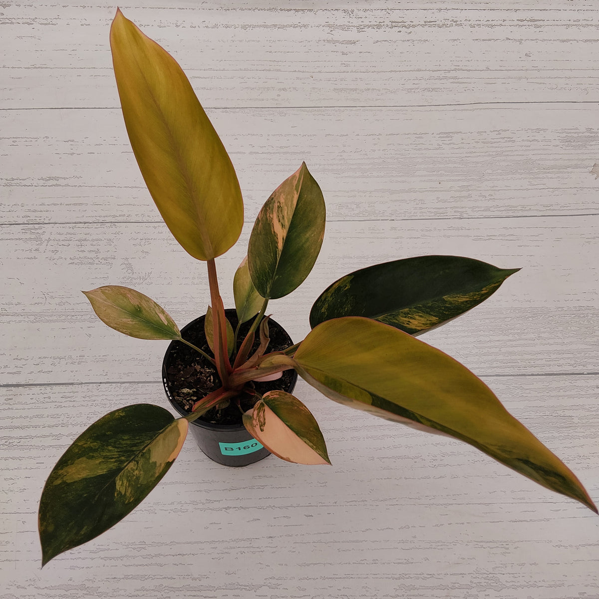 Philodendron 'Rojo Congo Variegated' 125mm - SALE