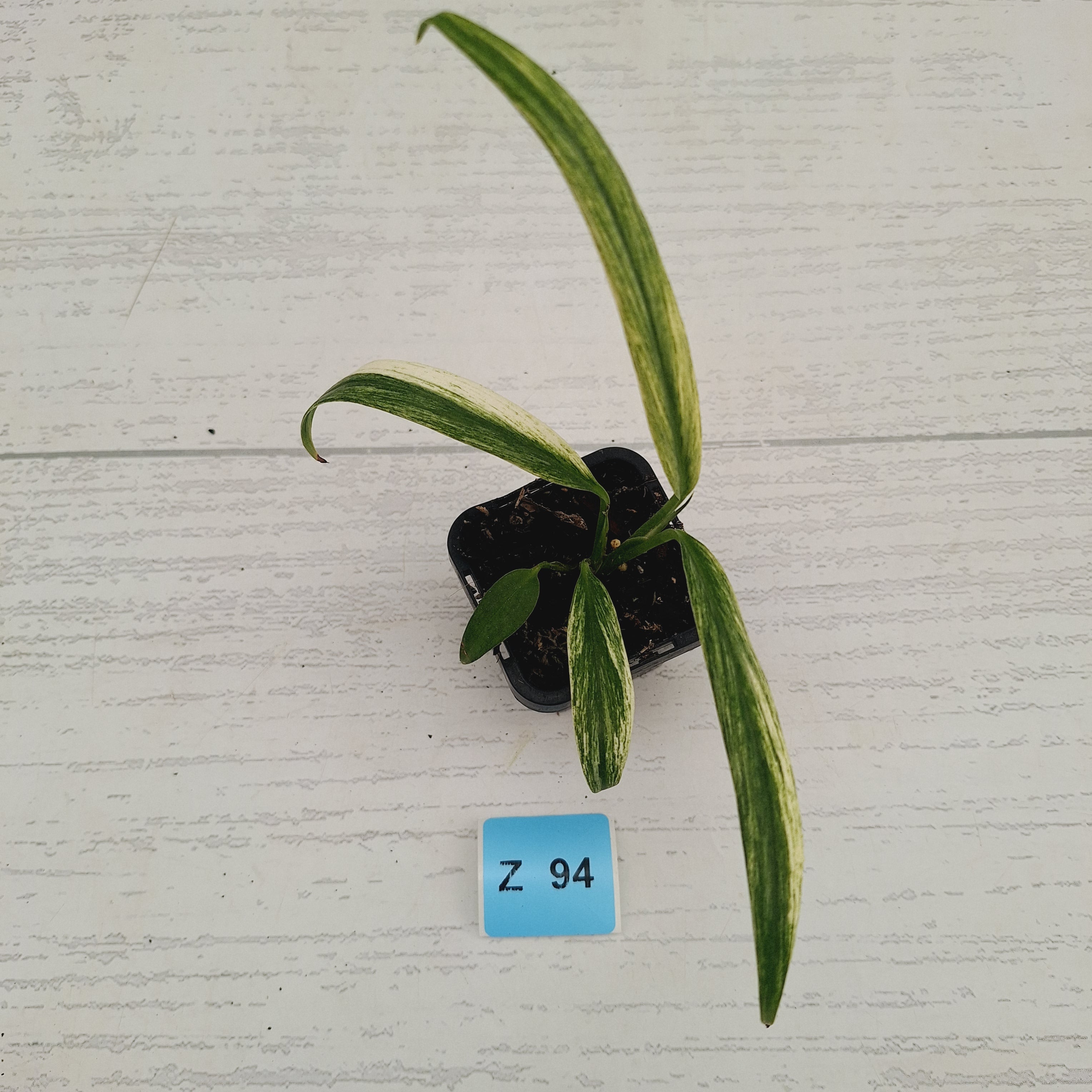 Epipremnum amplissimum variegata 'Albo'