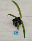 Epipremnum amplissimum variegata 'Albo'