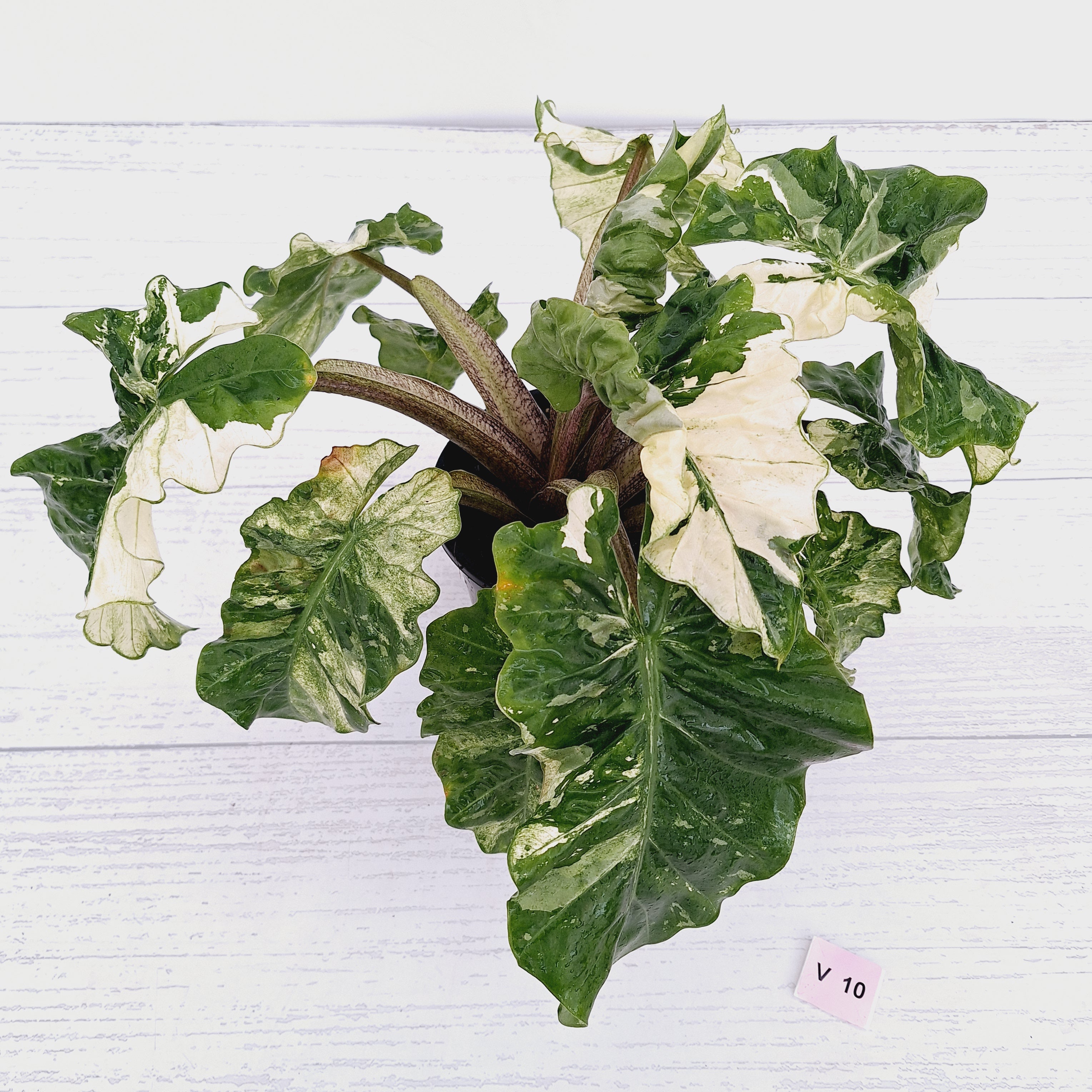 Alocasia odora x portei Low Rider Variegata - SALE