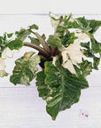 Alocasia odora x portei Low Rider Variegata - SALE