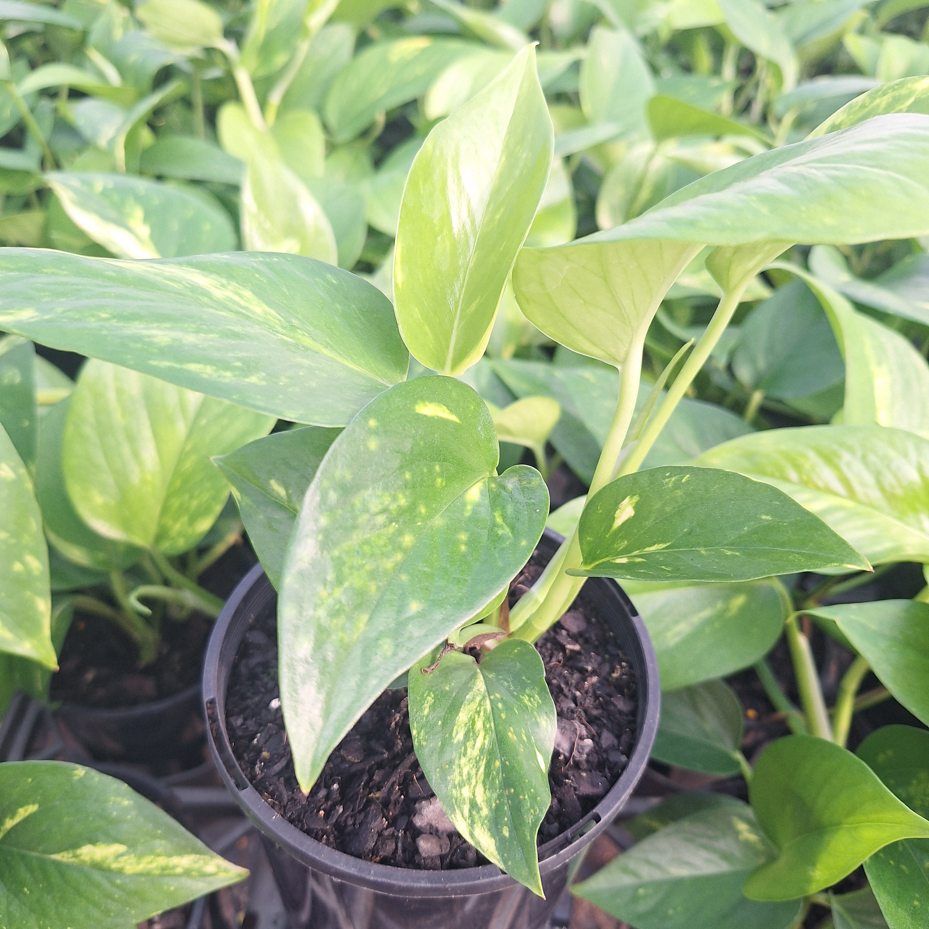 Epipremnum auruem Devil's Ivy Pothos