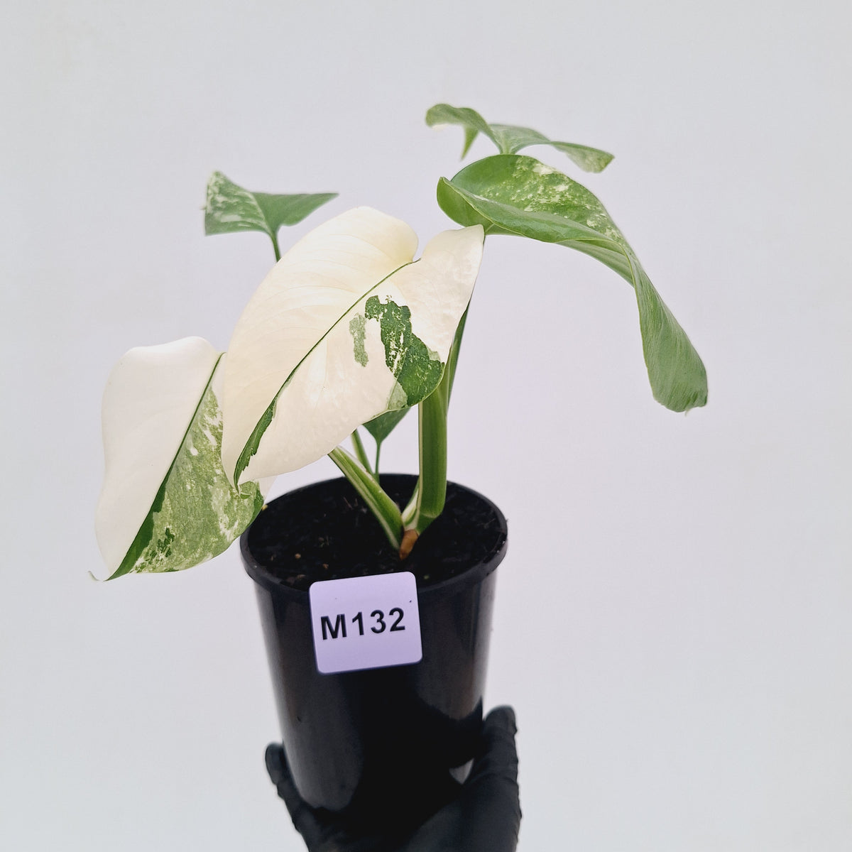 Monstera borsigiana 'Albo'
