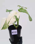 Monstera borsigiana 'Albo'
