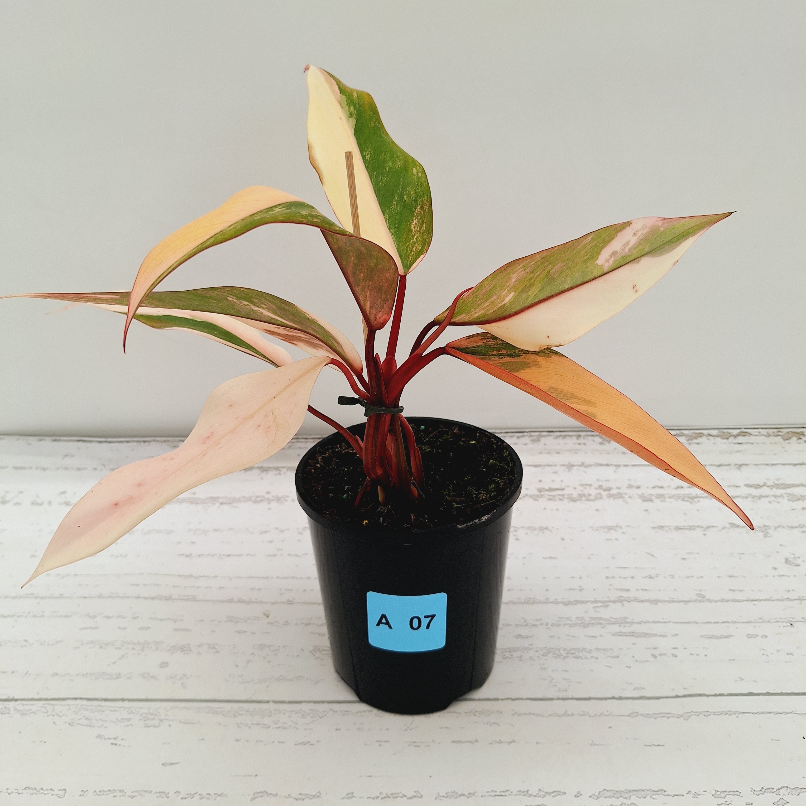 Philodendron erubescens Strawberry Shake - SALE