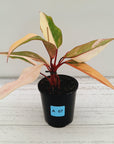 Philodendron erubescens Strawberry Shake - SALE