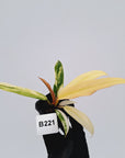 Philodendron erubescens Strawberry Shake