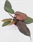 Philodendron 'Orange Princess' - FLASH SALE