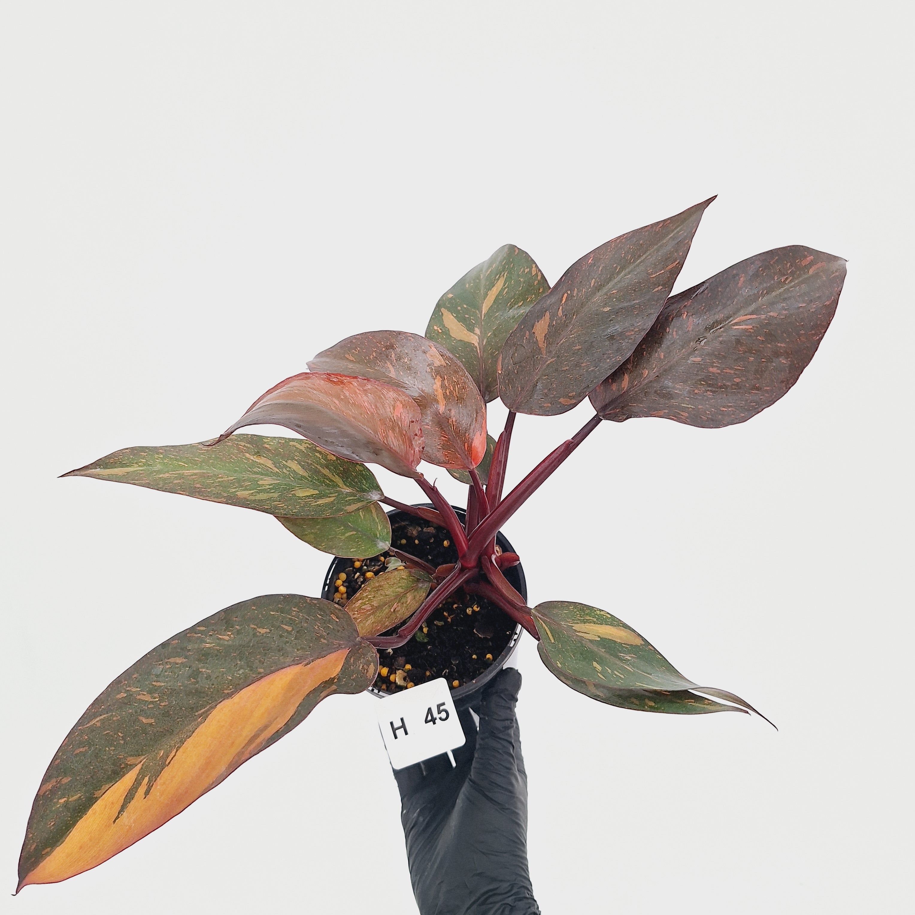 Philodendron 'Orange Princess' - FLASH SALE