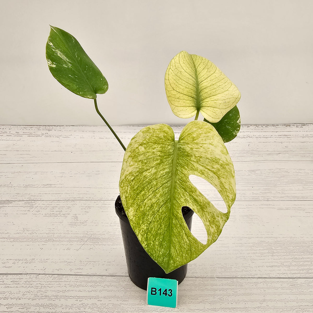 Monstera Deliciosa 'White Monster'