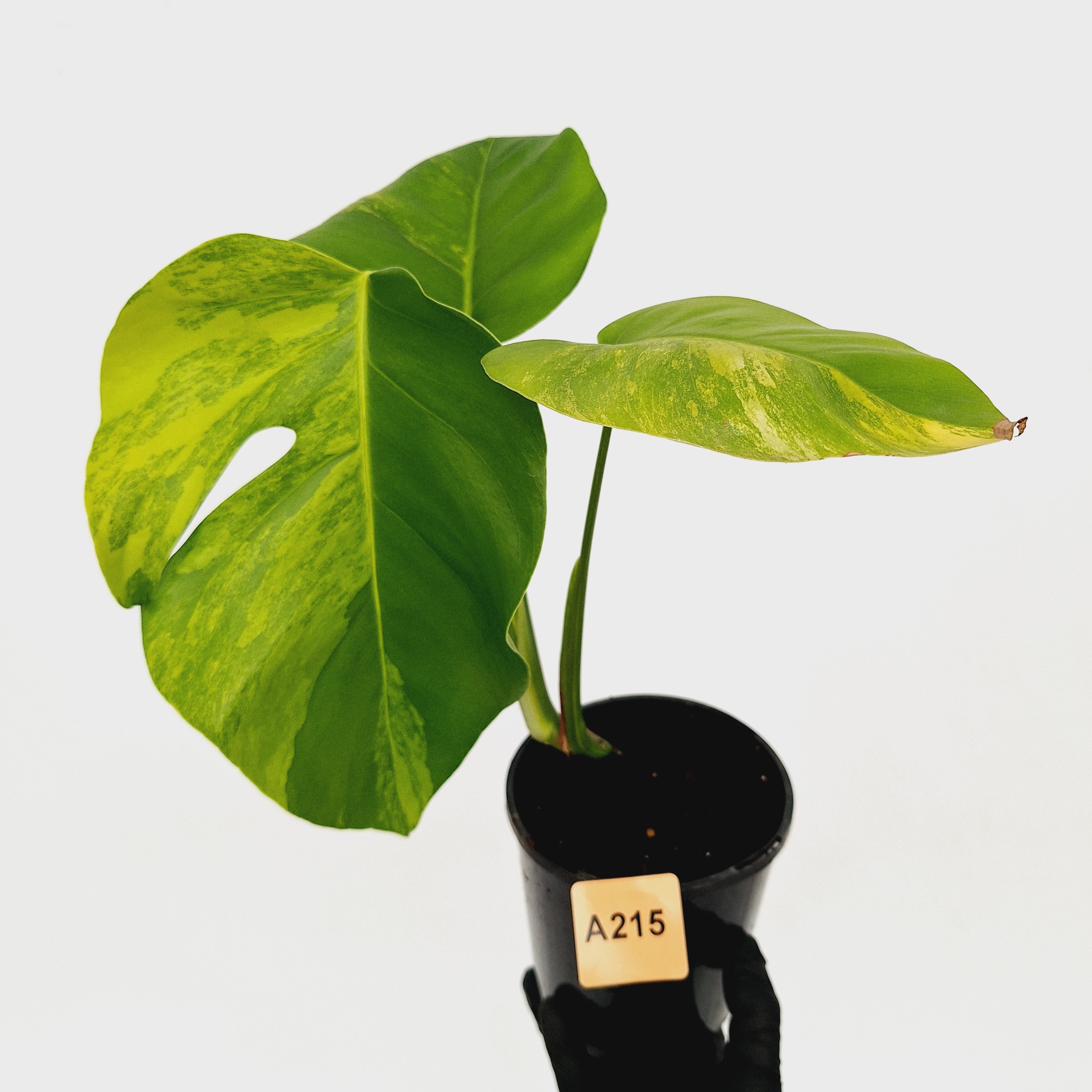 Monstera borsigiana &#39;Aurea&#39;