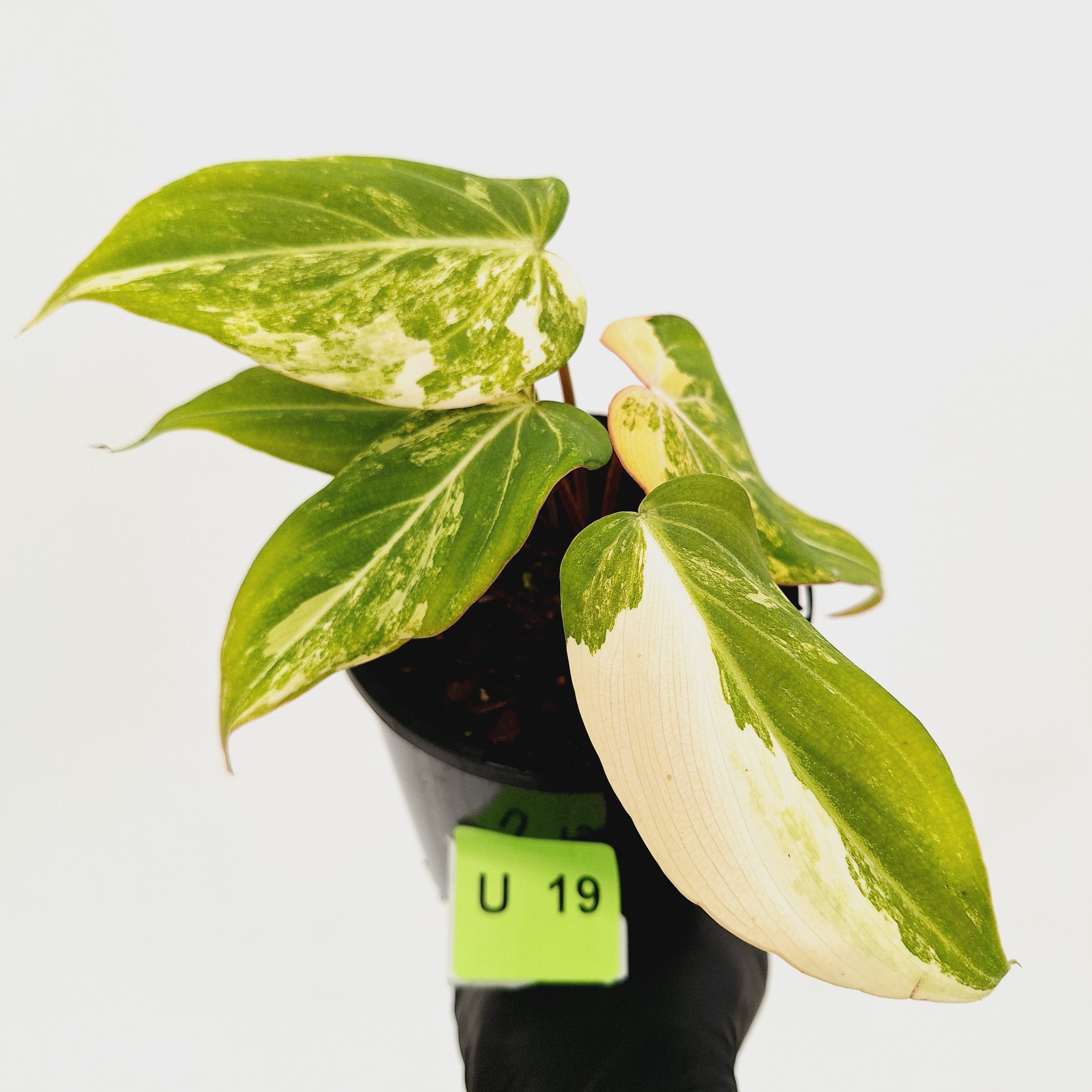 Philodendron gloriosum white vien variegata