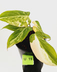 Philodendron gloriosum white vien variegata
