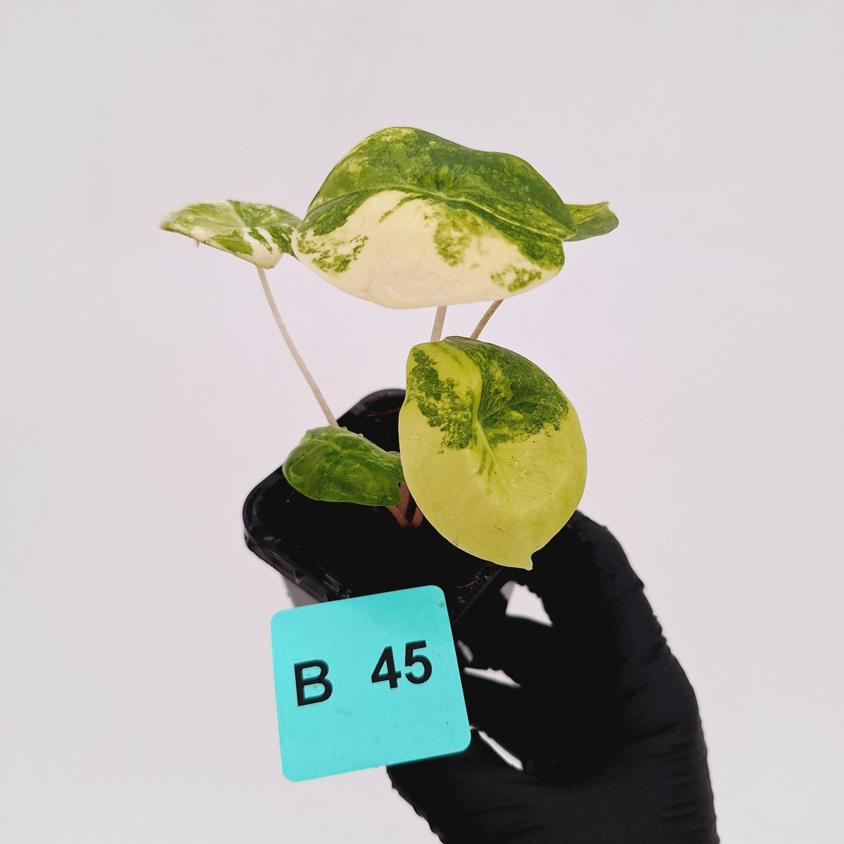 Alocasia 'Morocco' Variegated - SALE