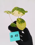 Alocasia 'Morocco' Variegated - SALE
