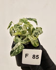 Epipremnum Pinnatum 'Marble' - SALE