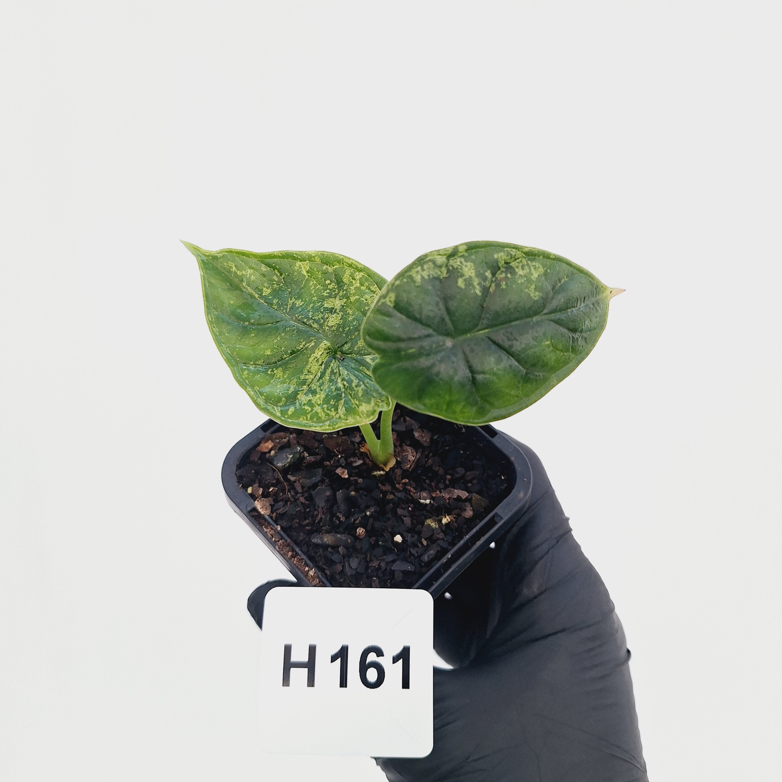 Alocasia Dragon Scale 'Marble' Variegata