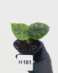 Alocasia Dragon Scale 'Marble' Variegata